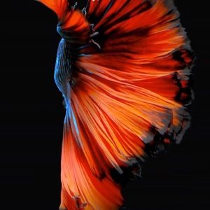 Meet your Posher, Ricky